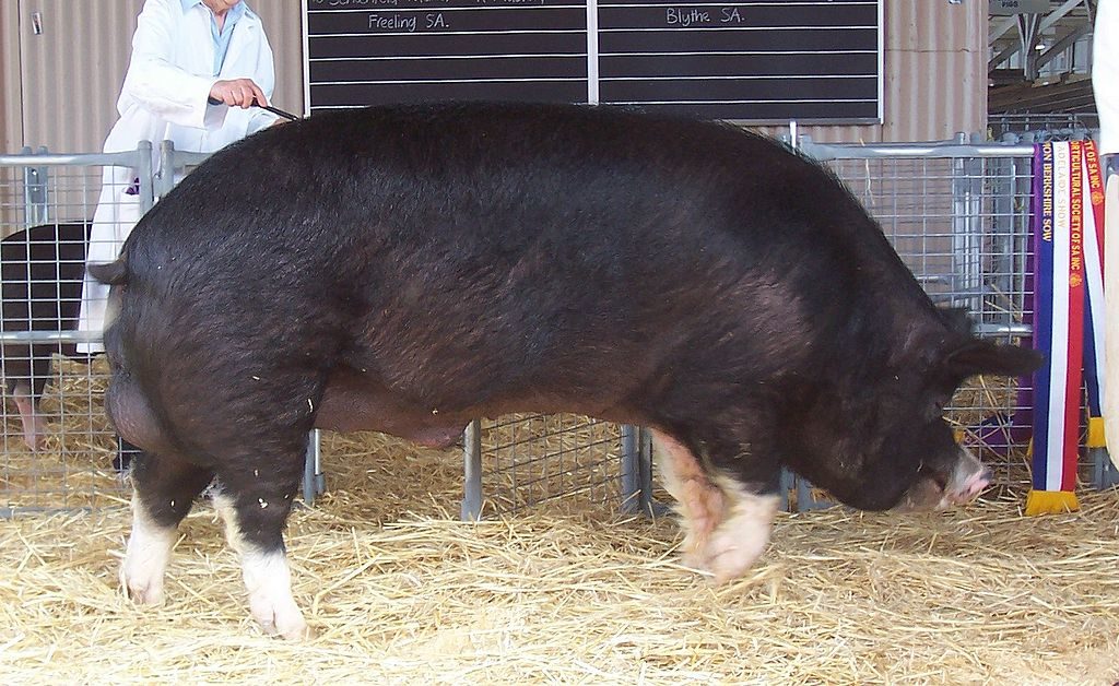 Berkshire Schwein